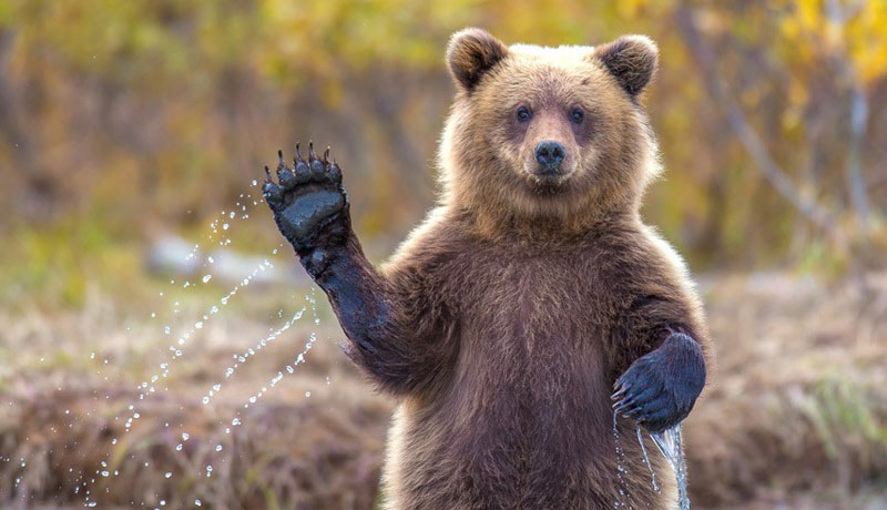 bear-waving