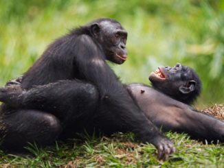 Les chimpanzés plus agressifs que les bonobos?