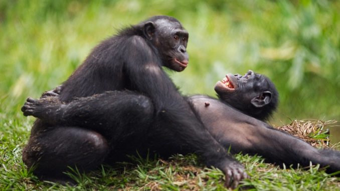 Les chimpanzés plus agressifs que les bonobos?
