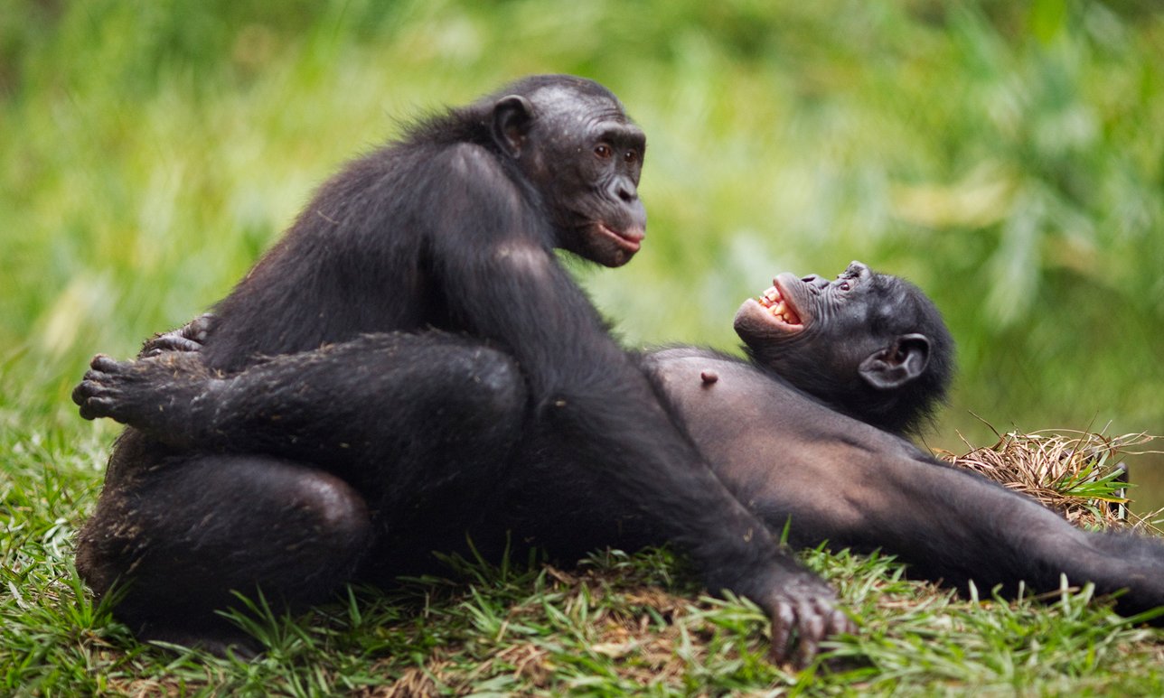 Les chimpanzés plus agressifs que les bonobos?